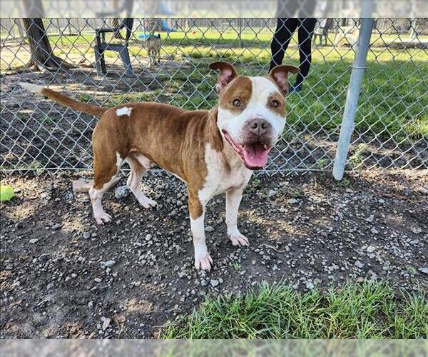 Medium Photo #3 American Pit Bull Terrier Puppy For Sale in Conroe, TX, USA
