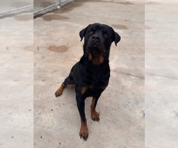 Medium Photo #1 Rottweiler Puppy For Sale in Muskegon, MI, USA