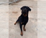 Small Rottweiler