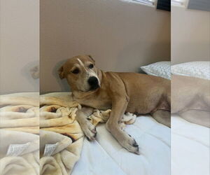American Pit Bull Terrier-Labrador Retriever Mix Dogs for adoption in Chandler, AZ, USA