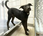 Small #1 Labrador Retriever Mix