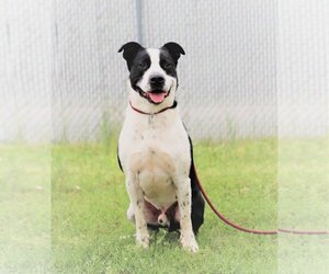 Kubo Lonestar - Male Border Collie Dog for Adoption - Photo #8