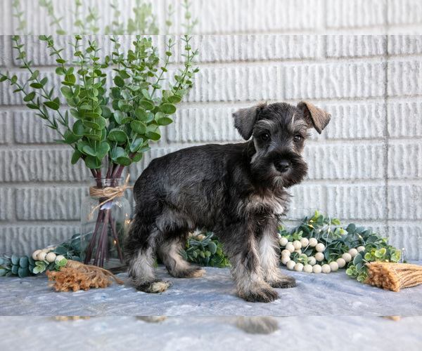 Medium Photo #2 Schnauzer (Miniature) Puppy For Sale in BALTIC, OH, USA