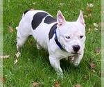 Small #2 Bulldog-Staffordshire Bull Terrier Mix