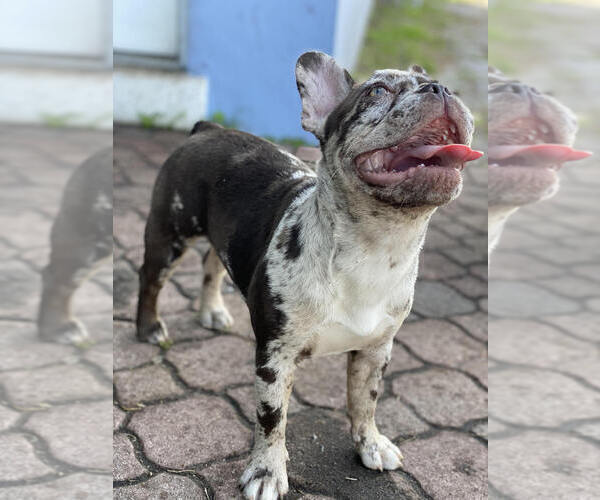 Medium Photo #5 French Bulldog Puppy For Sale in COOPER CITY, FL, USA