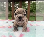 Small Photo #7 French Bulldog Puppy For Sale in WESTERVILLE, OH, USA