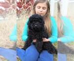 Small Photo #12 Goldendoodle-Poodle (Miniature) Mix Puppy For Sale in HOLDEN, MO, USA