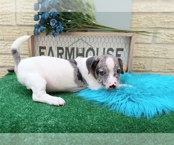 Medium Photo #7 French Bullhuahua Puppy For Sale in CARTHAGE, TX, USA