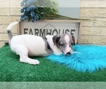 Small Photo #7 French Bullhuahua Puppy For Sale in CARTHAGE, TX, USA