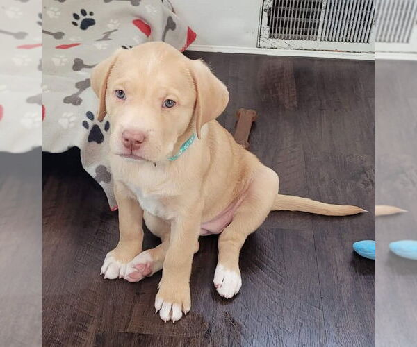 Medium Photo #1 Labrenees Puppy For Sale in Des Moines, IA, USA