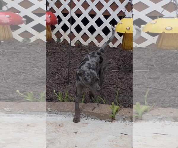 Medium Photo #6 Catahoula Leopard Dog-Labrador Retriever Mix Puppy For Sale in Lakemont, GA, USA