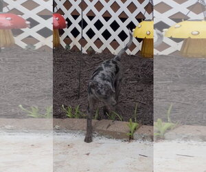 Louise - Female Catahoula Leopard Dog-Labrador Retriever Mix Dog for Adoption - Photo #6