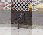 Small Photo #6 Catahoula Leopard Dog-Labrador Retriever Mix Puppy For Sale in Lakemont, GA, USA