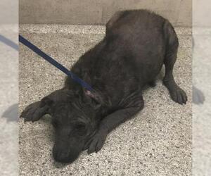 Mutt Dogs for adoption in Conroe, TX, USA