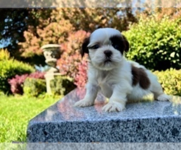 Medium Photo #18 Shih Tzu Puppy For Sale in HAYWARD, CA, USA