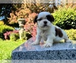 Small Photo #18 Shih Tzu Puppy For Sale in HAYWARD, CA, USA