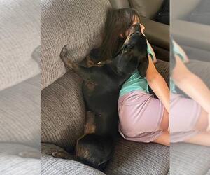Daisy  -  Bonded With Norman  -  So Ca - Female Dachshund-Unknown Mix Dog for Adoption - Photo #8