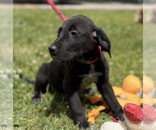 Medium Photo #3 Labrador Retriever Puppy For Sale in Yardley, PA, USA