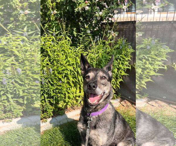 Medium Photo #6 German Shepherd Dog-Unknown Mix Puppy For Sale in Sandy, UT, USA