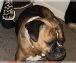 Small #3 Boxer