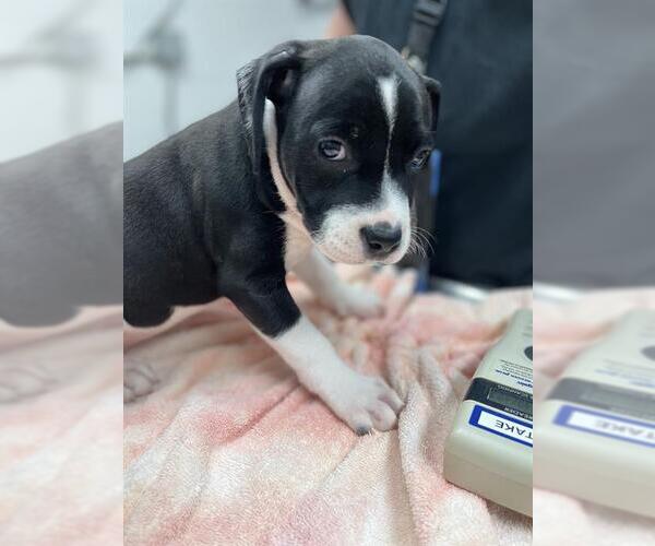 Medium Photo #1 Labrador Retriever-Unknown Mix Puppy For Sale in San Andreas, CA, USA