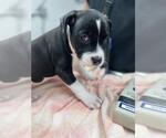 Small Labrador Retriever Mix