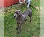 Small Photo #1 Cane Corso Puppy For Sale in FORKSVILLE, PA, USA