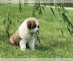 Small #1 Great Bernese