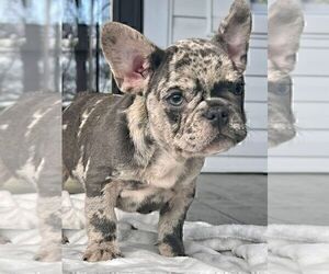 French Bulldog Puppy for Sale in BROOKLYN, New York USA
