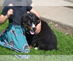 Small #1 Bernese Mountain Dog