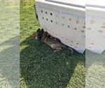 Small Photo #5 German Shepherd Dog Puppy For Sale in MODESTO, CA, USA