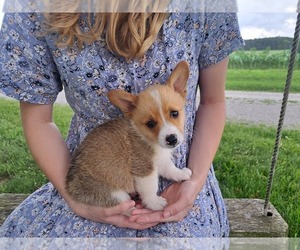 Medium Pembroke Welsh Corgi