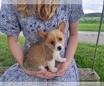 Puppy Teddy Pembroke Welsh Corgi