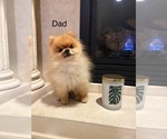 Small Photo #1 Pomeranian Puppy For Sale in EL PASO, TX, USA