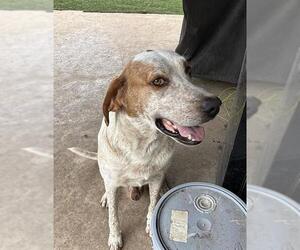 Labrador Retriever-Unknown Mix Dogs for adoption in San Antonio, TX, USA