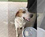 Small Labrador Retriever Mix