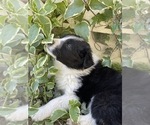 Puppy 6 Border-Aussie