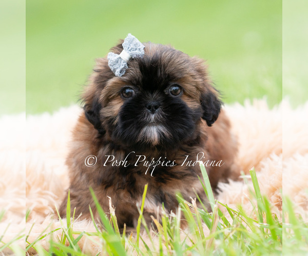 Medium Photo #21 Shih Tzu Puppy For Sale in WARSAW, IN, USA