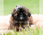 Puppy 5 Shih Tzu