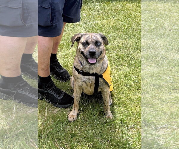Medium Photo #8 Plott Hound-Unknown Mix Puppy For Sale in Rockaway, NJ, USA