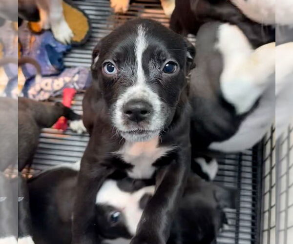 Medium Photo #1 American Boston Bull Terrier Puppy For Sale in GILBERTS, IL, USA