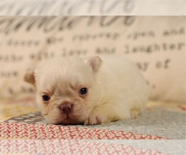 Medium Photo #3 French Bulldog Puppy For Sale in PEMBROKE PINES, FL, USA