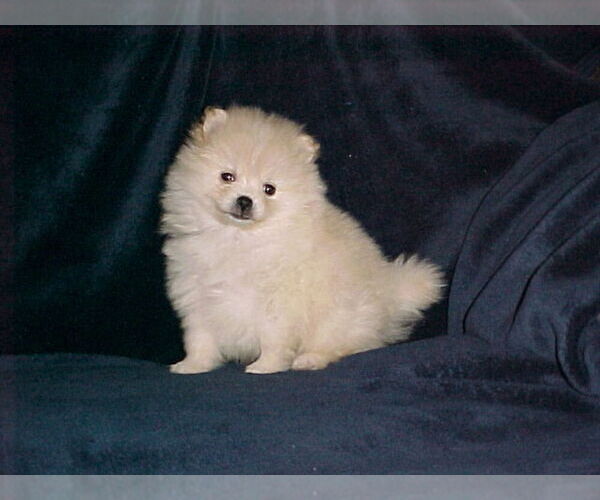 View Ad Pomeranian Puppy for Sale near California, APPLE
