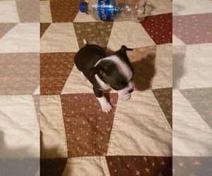 Chihuahua-Fox Terrier (Smooth) Mix Puppy for sale in BELLEFONTE, PA, USA