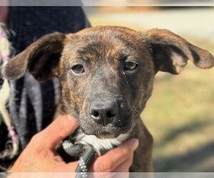 Labrador Retriever-Plott Hound Mix Dogs for adoption in Yardley, PA, USA
