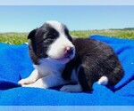 Small Photo #7 Border Collie Puppy For Sale in NORBORNE, MO, USA