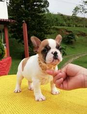 French Bulldog Puppy for sale in SIMPSONVILLE, SC, USA