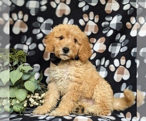 Goldendoodle (Miniature) Puppy for sale in QUARRYVILLE, PA, USA