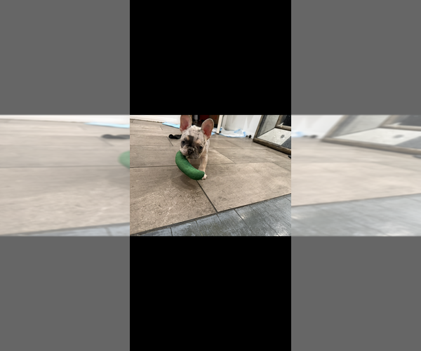 Medium Photo #4 French Bulldog Puppy For Sale in MONTEREY PARK, CA, USA