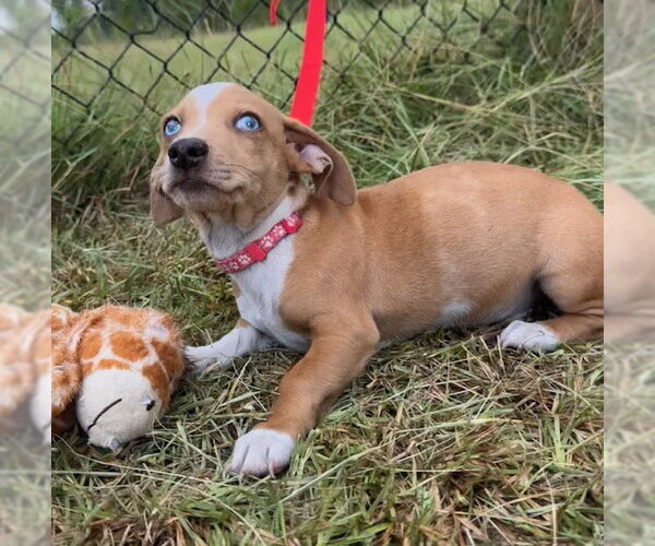 Medium Photo #6 Chihuahua-Unknown Mix Puppy For Sale in Tarrytown, GA, USA